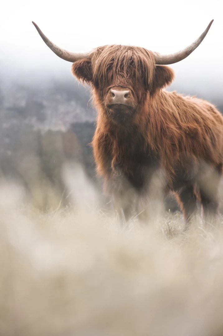 Brązowy szkocki byk z długimi rogami na tle górskiego krajobrazu – Istebna noclegi.