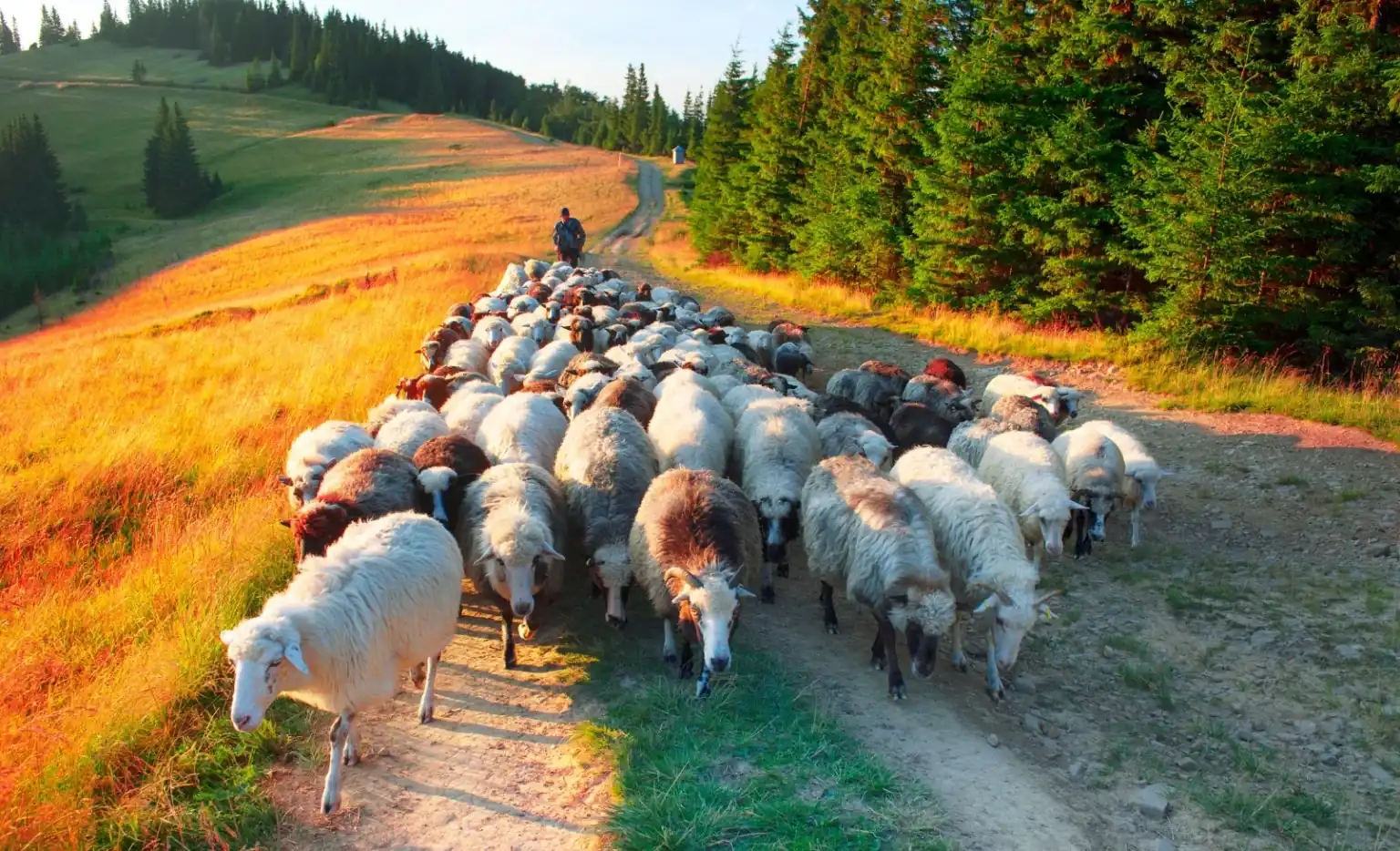 Stado owiec idących górską ścieżką o zachodzie słońca, prezentujące jaworzynka atrakcje w beskidzkim krajobrazie.